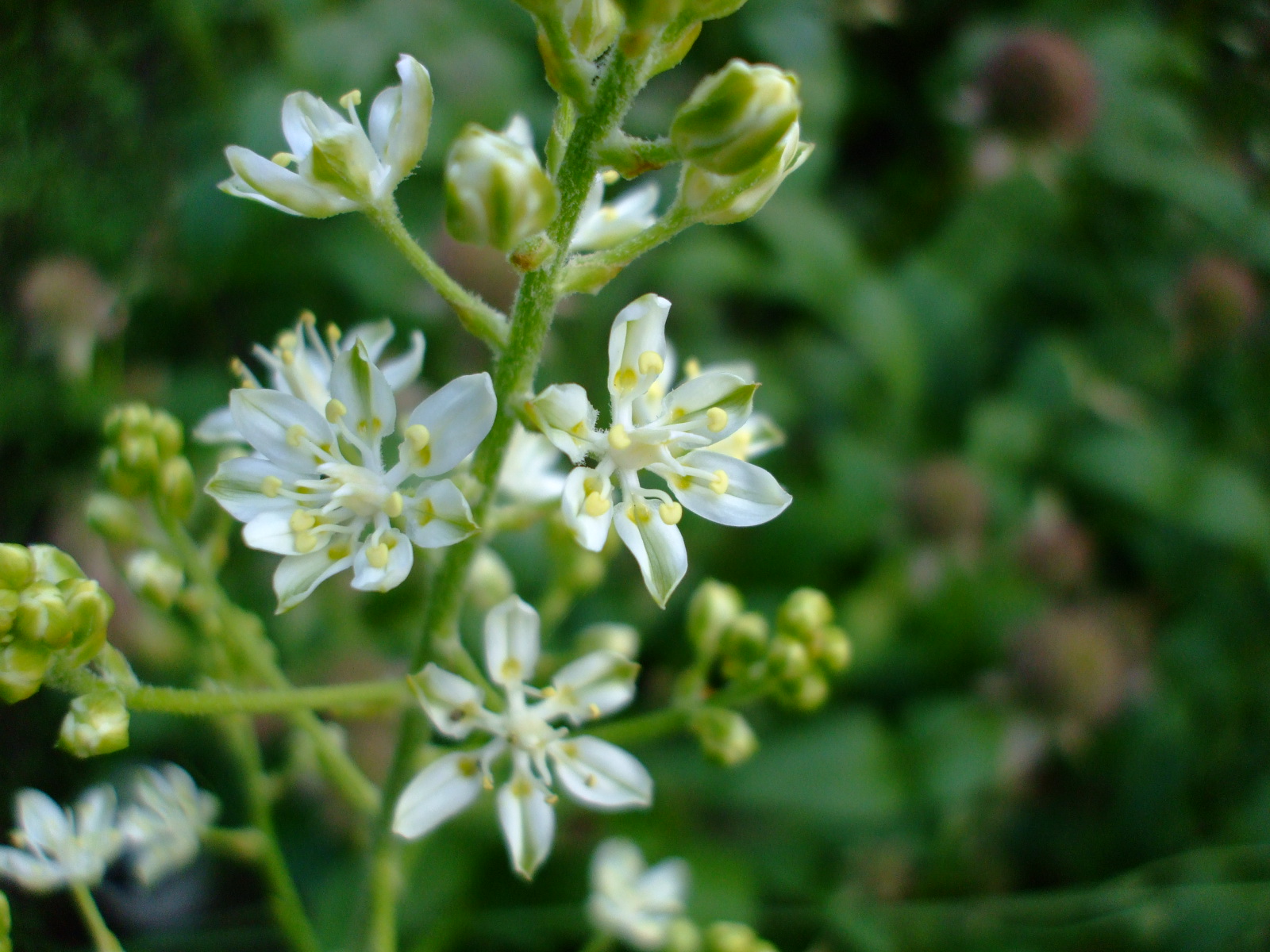 Melanthium virginicum